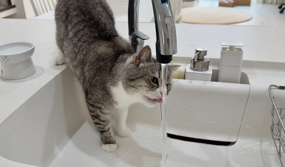 水道水を直飲みしようとしたら下手くそすぎて猫がこうなっちゃいましたwww