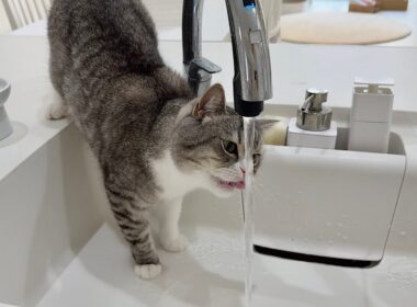 水道水を直飲みしようとしたら下手くそすぎて猫がこうなっちゃいましたwww
