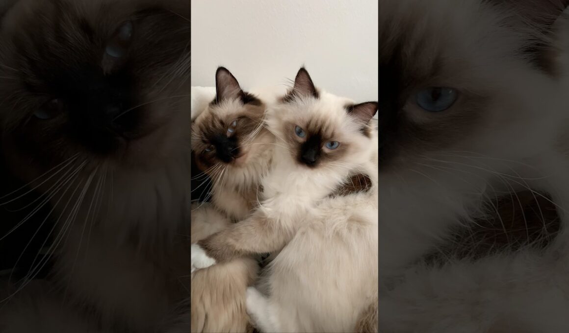 Together is their favorite place to be 💙💤