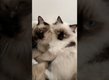 Together is their favorite place to be 💙💤