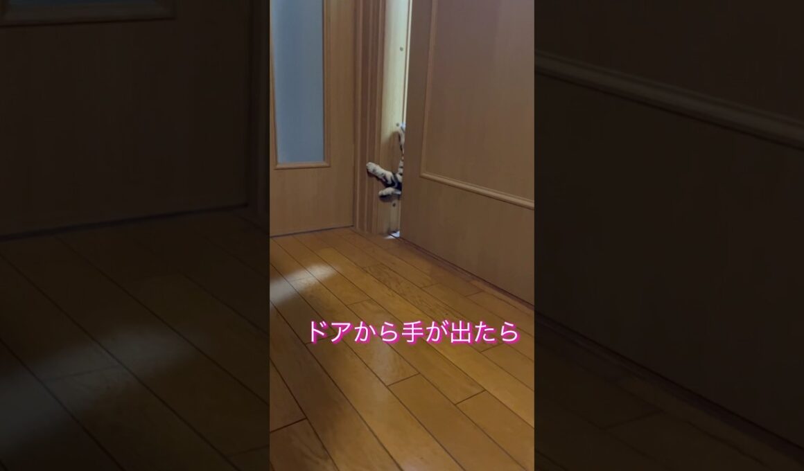猫のドアの開け方#アメリカンショートヘア#アメショ#猫の日常#cat#cats