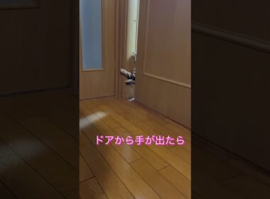 猫のドアの開け方#アメリカンショートヘア#アメショ#猫の日常#cat#cats