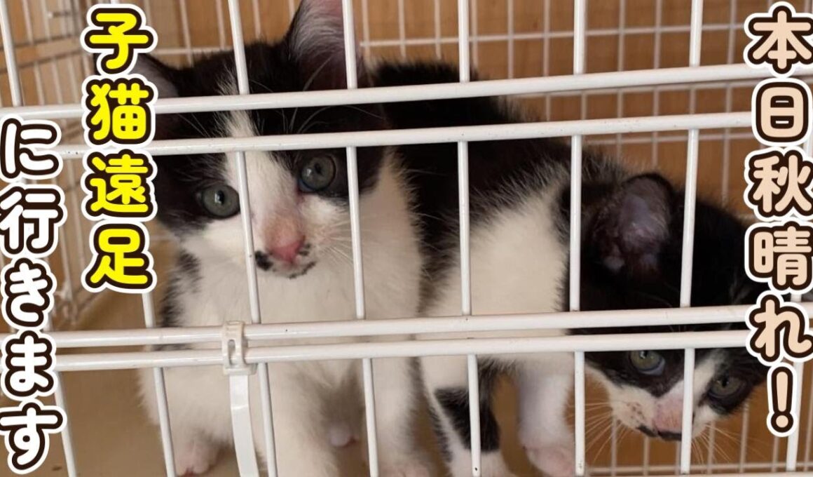 【子猫遠足】秋晴れの中、子猫が向かった先は