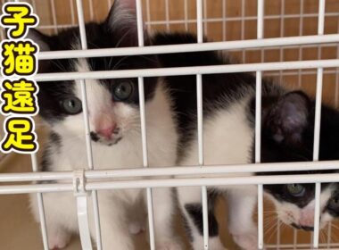 【子猫遠足】秋晴れの中、子猫が向かった先は