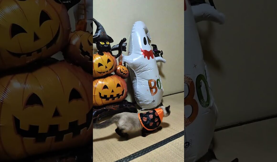 ﾊｯﾋﾟｰﾊﾛｳｨﾝ🎃おばけにドキドキする💗シャム猫☆マロンちゃん #cat #catshorts #シャム猫 #しゃむねこ ＃ハロウィン