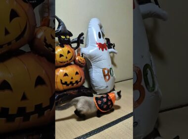 ハッピーハロウィン🎃おばけにドキドキする💗シャム猫☆マロンちゃん #cat #catshorts #シャム猫 #しゃむねこ #ハロウィン