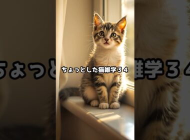 ちょっとした猫雑学34#ねこたんの解説 #雑学 #プチ知識