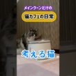 メインクーンだけの【猫カフェの日常】給水器が気になる琥珀#cat #cooncat #mainecat