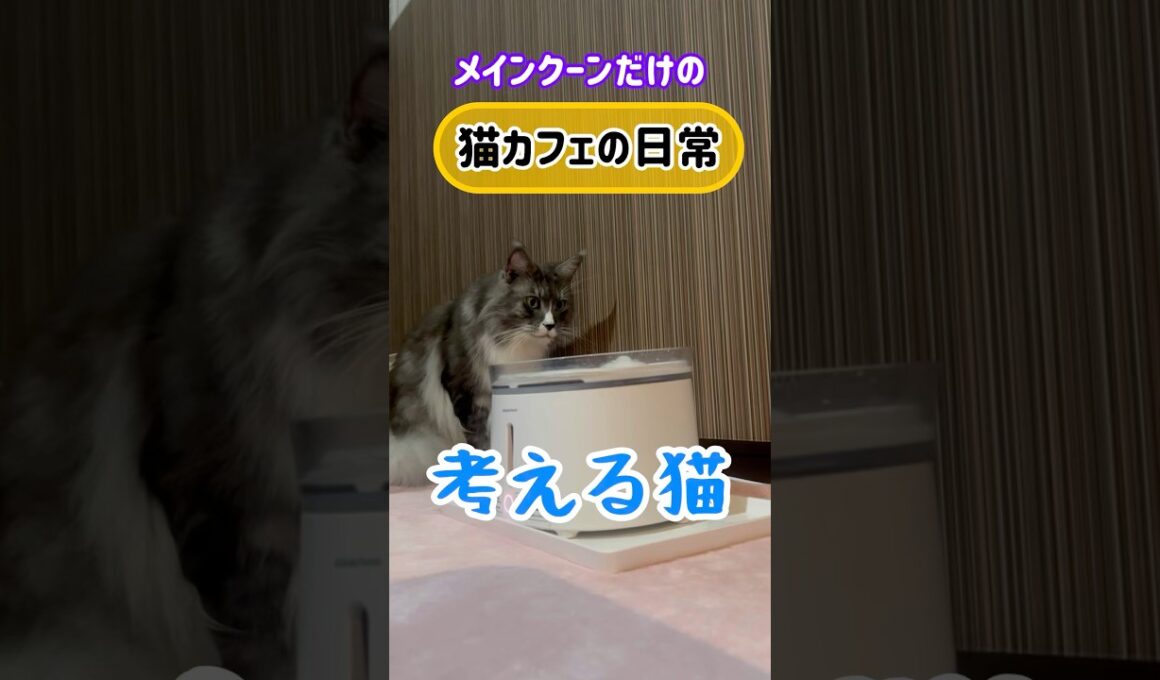 メインクーンだけの【猫カフェの日常】給水器が気になる琥珀#cat #cooncat #mainecat