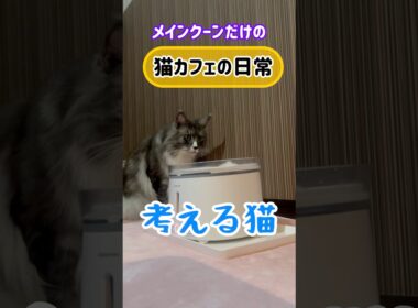 メインクーンだけの【猫カフェの日常】給水器が気になる琥珀#cat #cooncat #mainecat