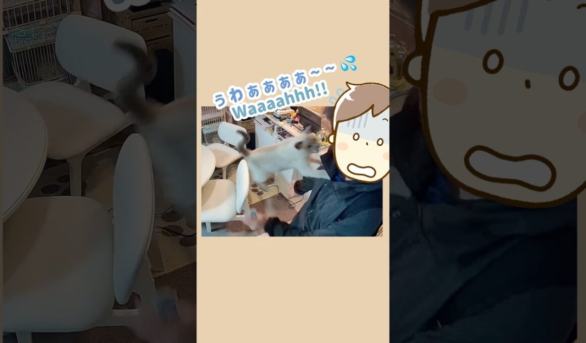 ただいまの瞬間、油断できないにゃ💥😼💨【猫 ジャンプ抱っこ トンキニーズ】Can’t let my guard down! [Cat Tonkinese] #猫 #ジャンプ抱っこ #トンキニーズ