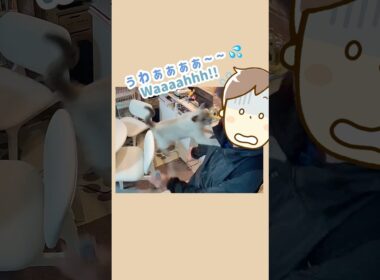 ただいまの瞬間、油断できないにゃ💥😼💨【猫 ジャンプ抱っこ トンキニーズ】Can’t let my guard down! [Cat Tonkinese] #猫 #ジャンプ抱っこ #トンキニーズ