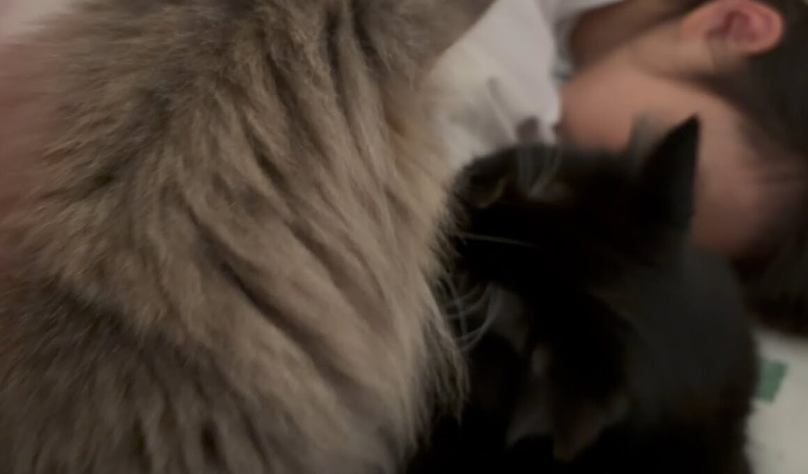 なかなか起きない娘にしびれを切らす猫　サイベリアン