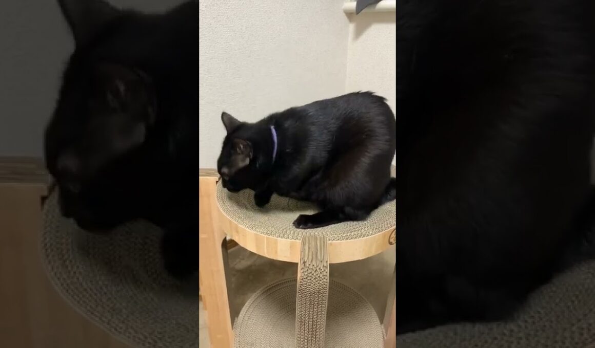 He loves his BD gift❤️誕プレ🫣気に入ったよ💕