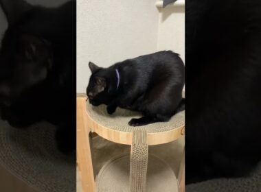 He loves his BD gift❤️誕プレ🫣気に入ったよ💕