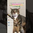 日本中でバズったしゃべるネッコ達❗️#ペット #猫 #猫のいる暮らし #ねこ #猫動画