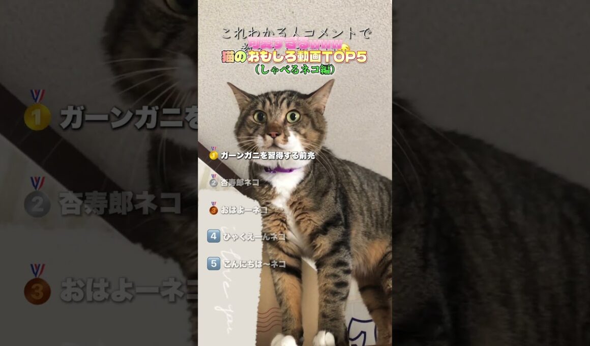 日本中でバズったしゃべるネッコ達❗️#ペット #猫 #猫のいる暮らし #ねこ #猫動画