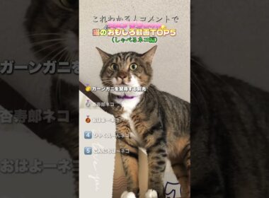 日本中でバズったしゃべるネッコ達❗️#ペット #猫 #猫のいる暮らし #ねこ #猫動画