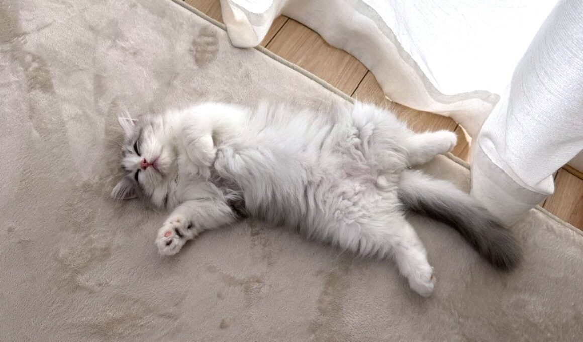 家に来た初日から子猫がまさかのこうなってた…w