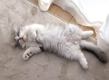 家に来た初日から子猫がまさかのこうなってた…w