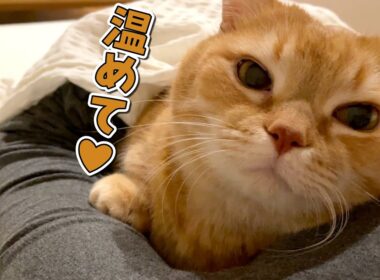 急に寒くなってベッドの衣替えが間に合わなかったら逆に幸せでした！