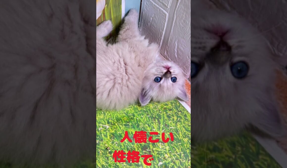 仔猫ちゃんが 家族を 募集しております💗 #サイベリアン  #子猫 #子ネコ #好きな子猫 #ブリーダー #サイベリアンブリーダー #バーニーズ