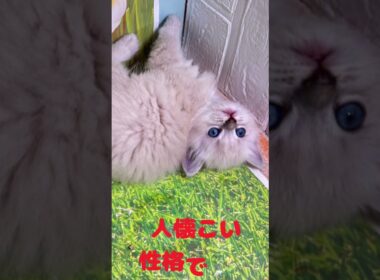 仔猫ちゃんが 家族を 募集しております💗 #サイベリアン  #子猫 #子ネコ #好きな子猫 #ブリーダー #サイベリアンブリーダー #バーニーズ