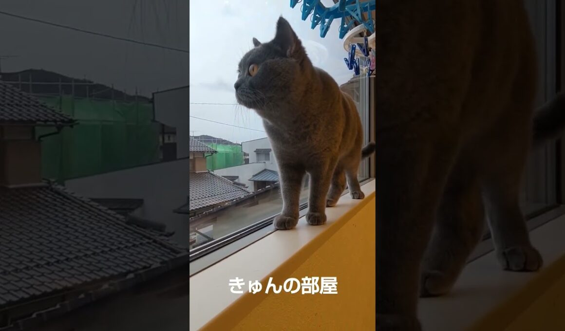 窓際散歩#ブリティッシュショートヘア #shorts #猫