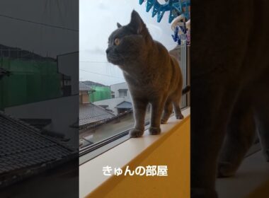 窓際散歩#ブリティッシュショートヘア #shorts #猫
