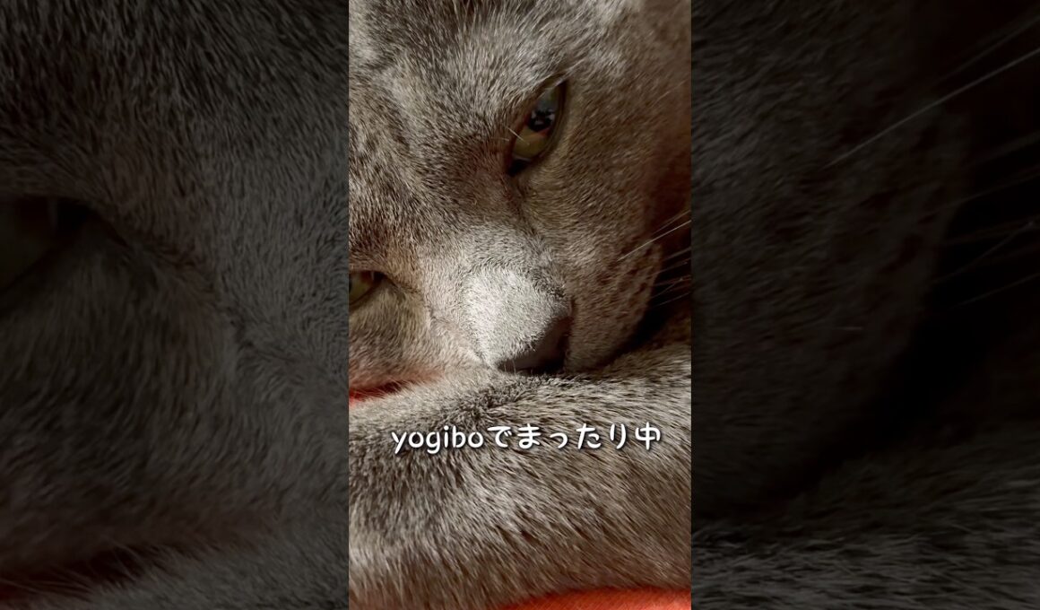 【ロシアンブルー】めろんのアップ遠集めてみました🥰【猫】#shorts