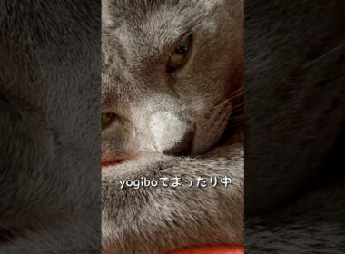 【ロシアンブルー】めろんのアップ遠集めてみました🥰【猫】#shorts