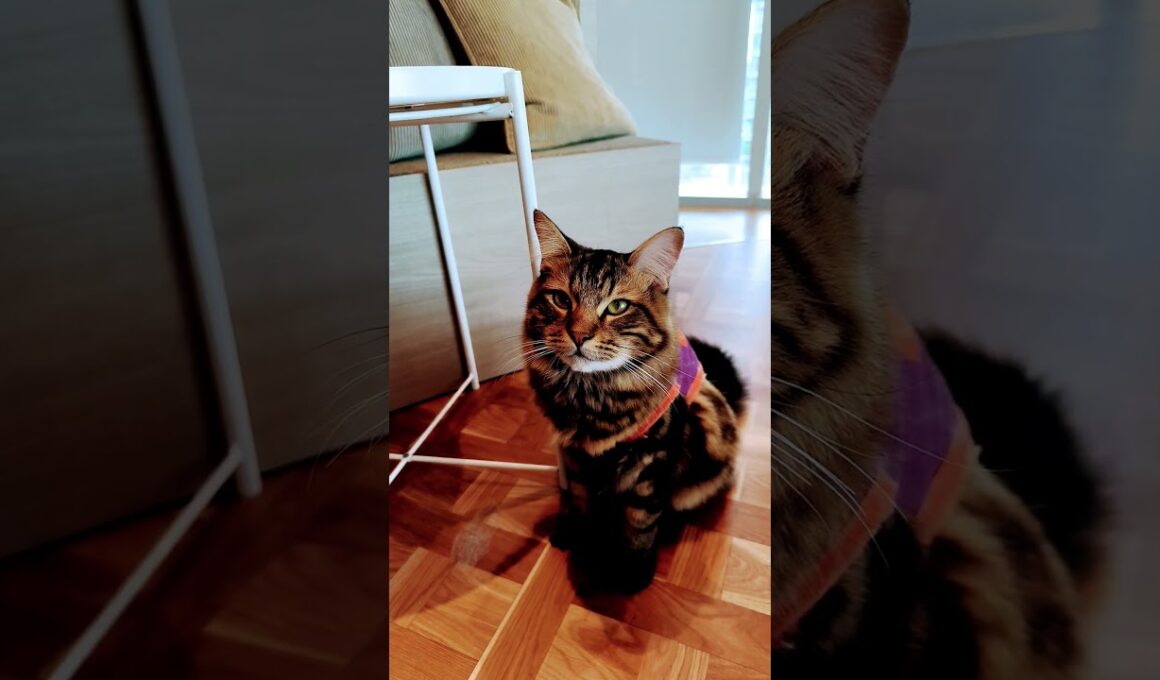 【日本🇯🇵の猫達】姫路の猫カフェ「猫カフェMOCHA（モカ）ピオレ姫路店」★2025年10月28日火曜日 #shorts #姫路 #cat #neko #猫 #แมว #cafe #猫カフェ