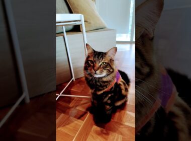 【日本🇯🇵の猫達】姫路の猫カフェ「猫カフェMOCHA（モカ）ピオレ姫路店」★2025年10月28日火曜日 #shorts #姫路 #cat #neko #猫 #แมว #cafe #猫カフェ