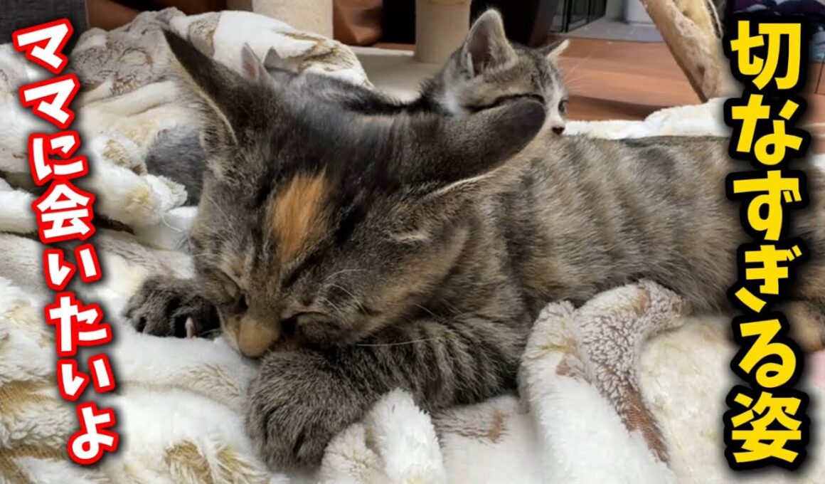 生き別れた母猫を求める切なずぎる子猫の姿