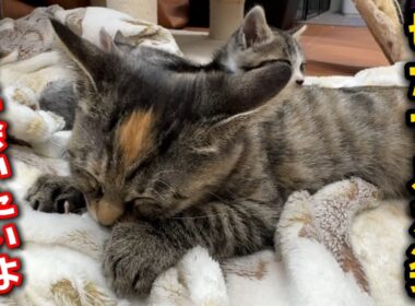 生き別れた母猫を求める切なずぎる子猫の姿