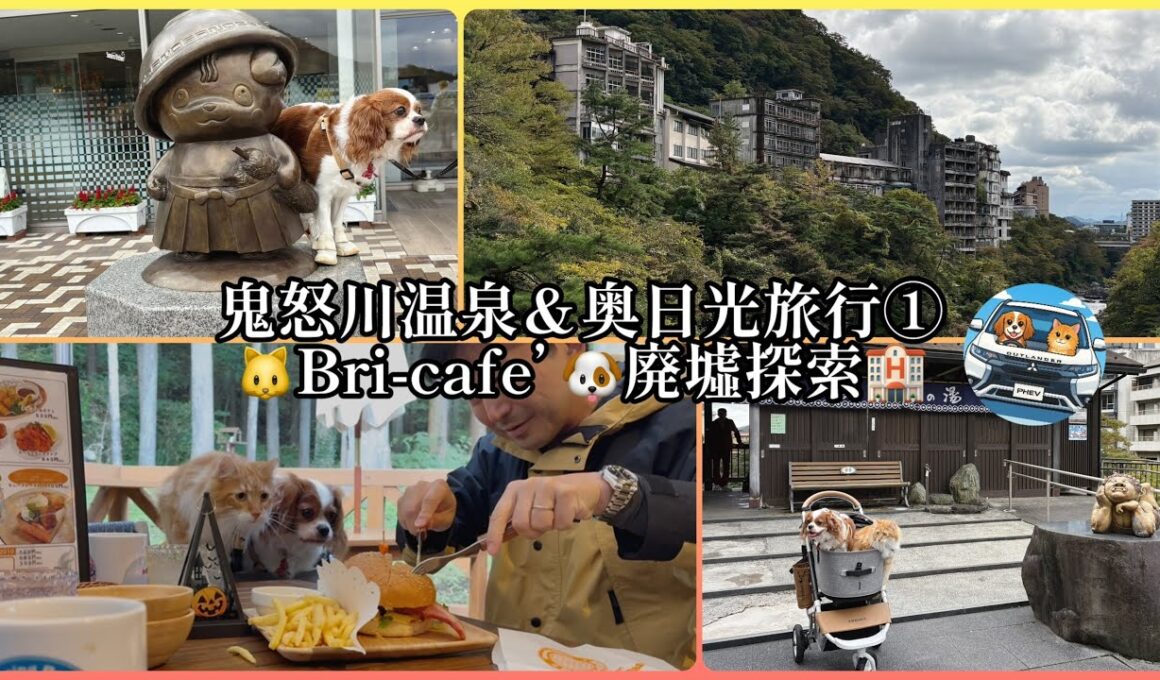 鬼怒川温泉＆奥日光旅行①犬と猫と行く旅/鬼怒川温泉廃墟探訪/🐶😸OKのbri-cafeでランチ🥪