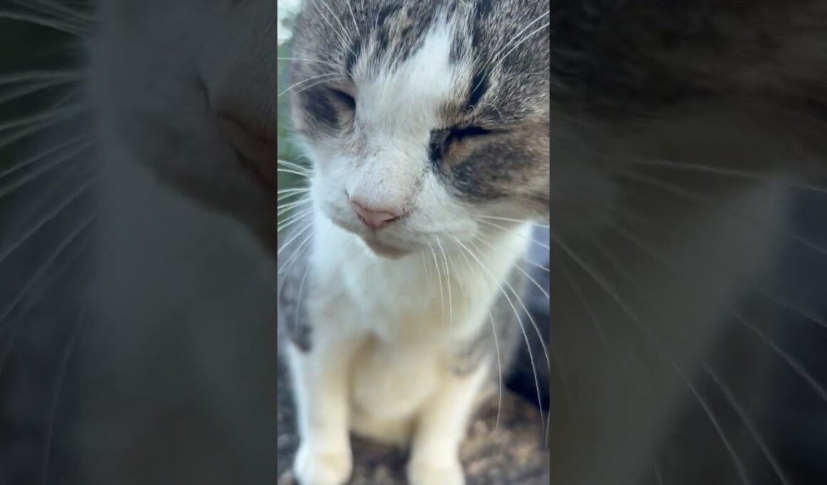 集まってくれた猫たちそれぞれ種類も性格も違っても皆んな可愛い #Shorts