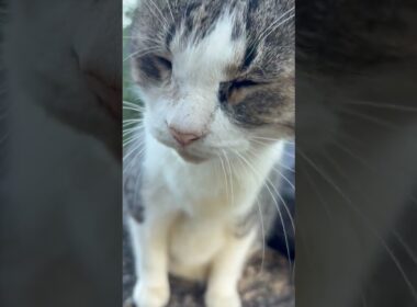 集まってくれた猫たちそれぞれ種類も性格も違っても皆んな可愛い #Shorts