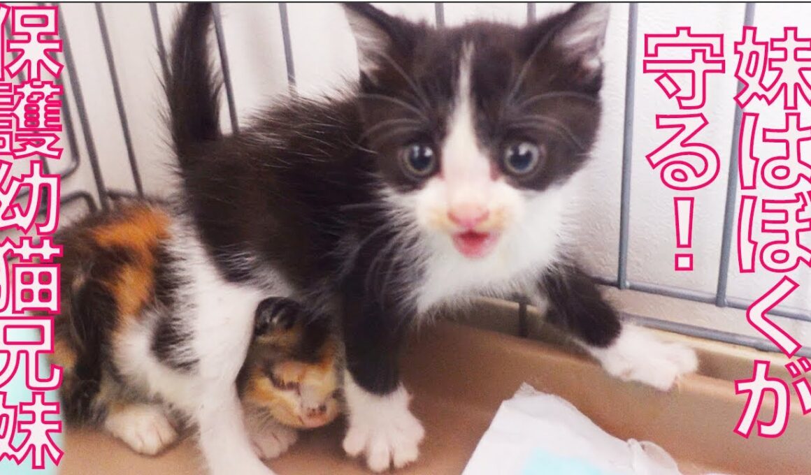保護幼猫兄妹、兄が身を挺して妹を守る　The bond between the kitties siblings