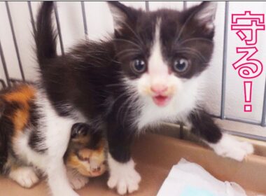 保護幼猫兄妹、兄が身を挺して妹を守る　The bond between the kitties siblings