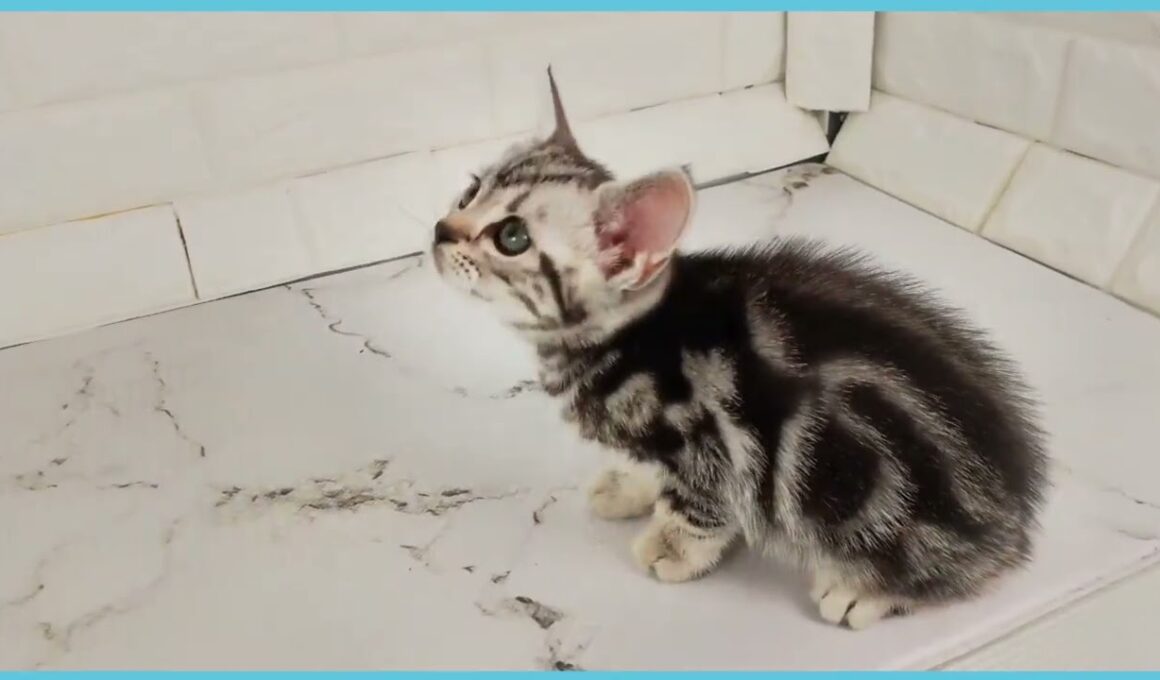 Coo&RIKU　No.00736529 アメリカンショートヘアー