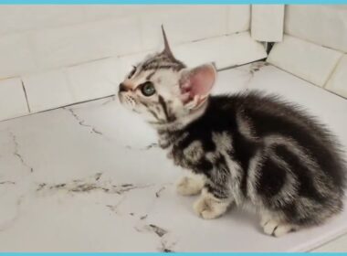 Coo&RIKU　No.00736529 アメリカンショートヘアー