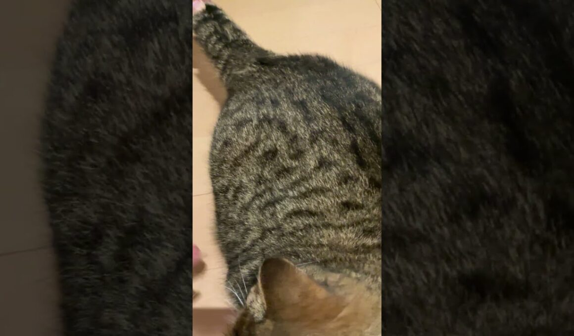 ♥チーノの日常【😺毎晩取っても無くならない猫の芝…】イギリスから渡航滞在中のスコティッシュ女の子2歳ハーミとホワイトヒマラヤン14歳のチーノ　#shorts　#cat　#pets　猫好き　癒し