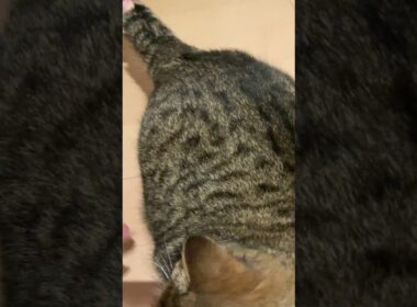 ♥チーノの日常【😺毎晩取っても無くならない猫の芝…】イギリスから渡航滞在中のスコティッシュ女の子2歳ハーミとホワイトヒマラヤン14歳のチーノ　#shorts　#cat　#pets　猫好き　癒し