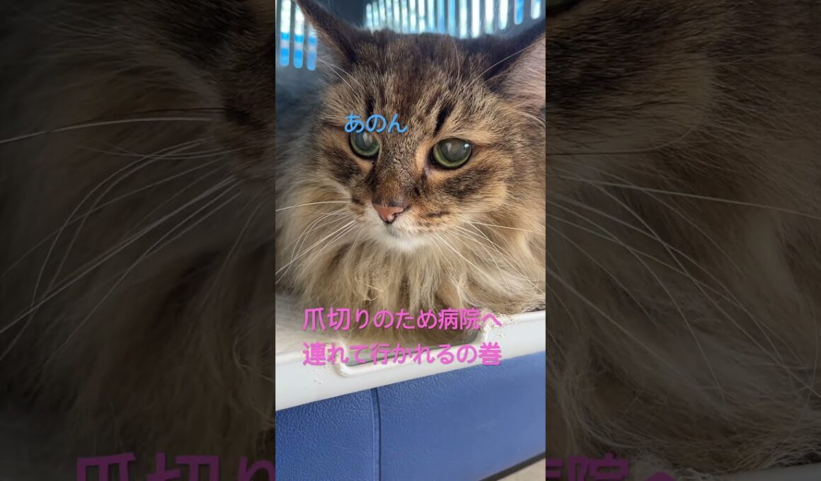 爪切りへ連れて行かれるの巻#ノルウェージャンフォレストキャット #cat #cats #猫のいる暮らし #猫 #シニア猫 #かわいい猫 #かわいい