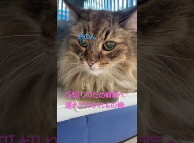 爪切りへ連れて行かれるの巻#ノルウェージャンフォレストキャット #cat #cats #猫のいる暮らし #猫 #シニア猫 #かわいい猫 #かわいい