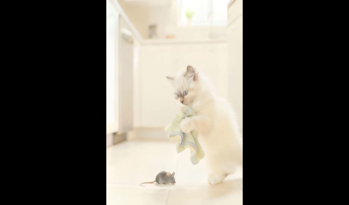 Ragdoll Cat vs Mouse: Using a Cloth But Too Scared to Catch It! #ragdollcat #funnycat #shorts  #pets