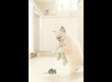 Ragdoll Cat vs Mouse: Using a Cloth But Too Scared to Catch It! #ragdollcat #funnycat #shorts  #pets