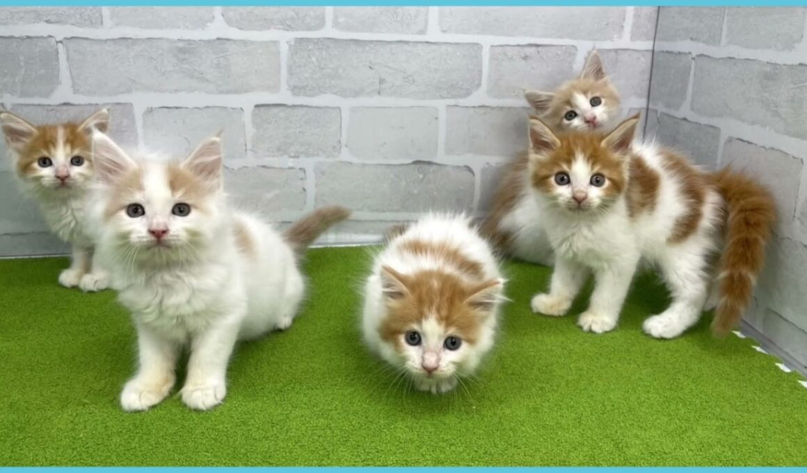 Coo&RIKU　No.00735916 メインクーン