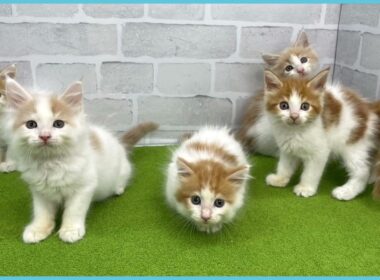 Coo&RIKU　No.00735916 メインクーン